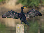 Kormoran