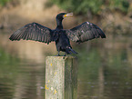 Kormoran