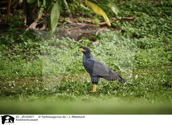 Krabbenbussard / JR-05807