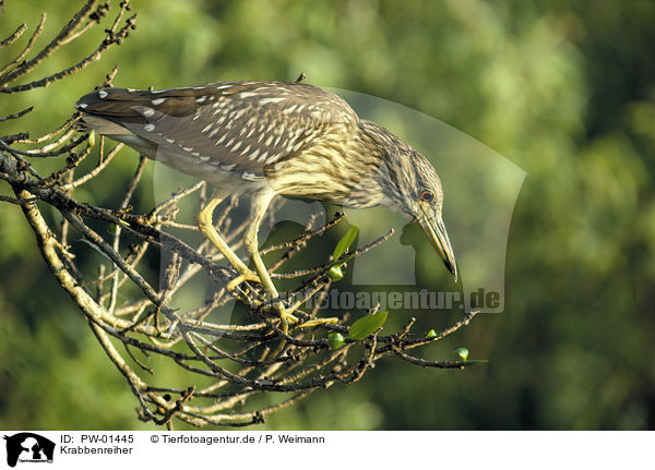 Krabbenreiher / Yellow-crowned Night Heron / PW-01445