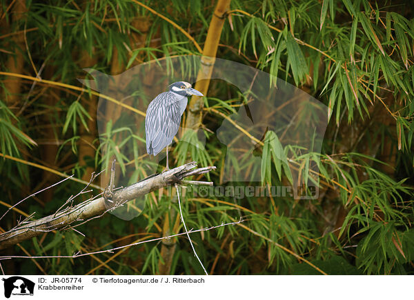 Krabbenreiher / yellow-crowned night heron / JR-05774