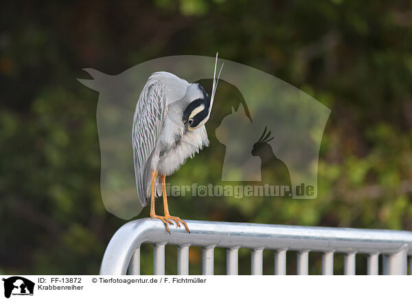 Krabbenreiher / yellow-crowned night heron / FF-13872