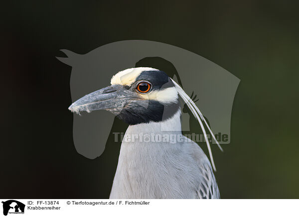 Krabbenreiher / yellow-crowned night heron / FF-13874