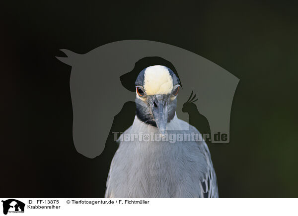 Krabbenreiher / yellow-crowned night heron / FF-13875