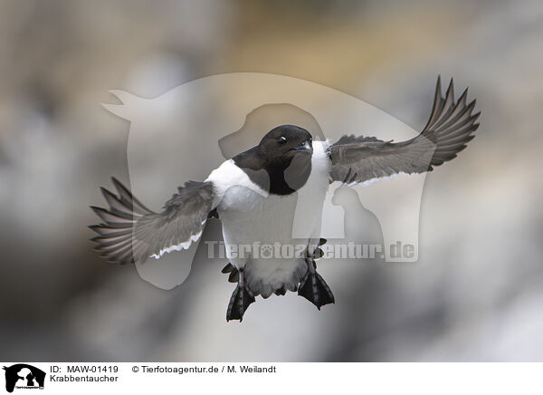Krabbentaucher / MAW-01419