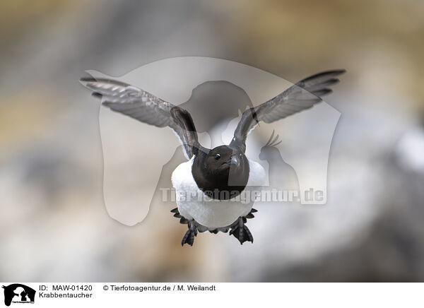 Krabbentaucher / dovekie / MAW-01420