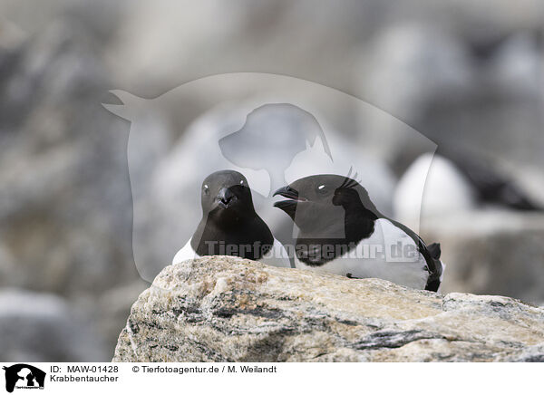 Krabbentaucher / MAW-01428