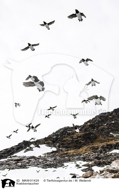 Krabbentaucher / MAW-01429
