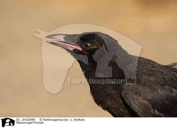 Rabenvogel Portrait / carrion crow portrait / JH-02566