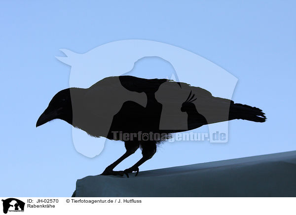 Rabenkrhe / carrion crow / JH-02570
