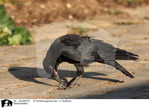 Rabenkrhe / carrion crow / JH-02576