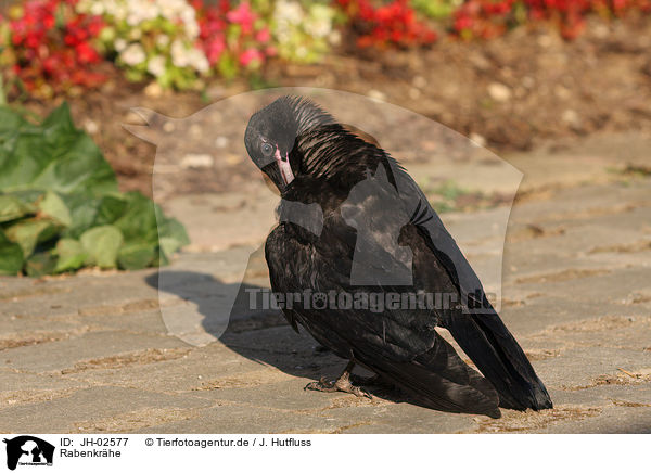 Rabenkrhe / carrion crow / JH-02577