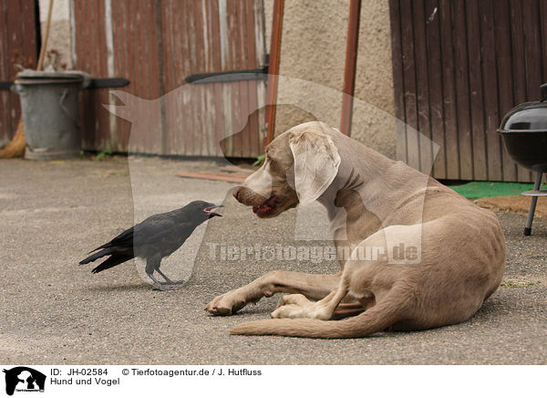 Hund und Vogel / JH-02584