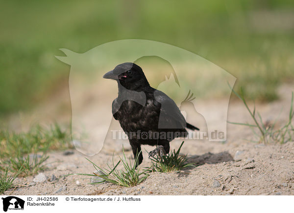 Rabenkrhe / JH-02586
