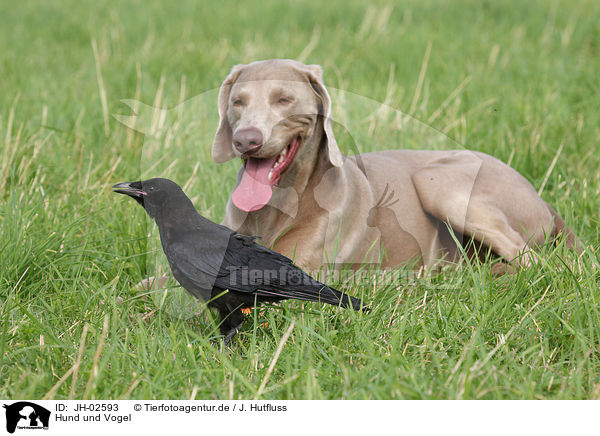Hund und Vogel / dog and bird / JH-02593