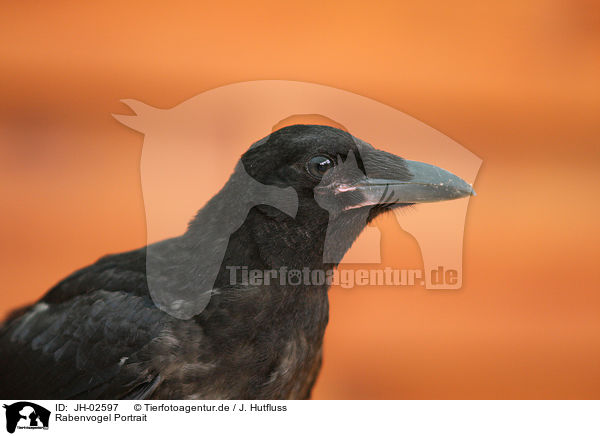 Rabenvogel Portrait / carrion crow portrait / JH-02597
