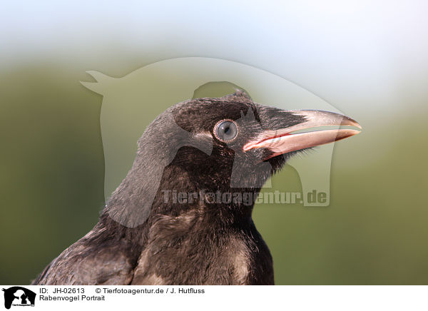 Rabenvogel Portrait / JH-02613