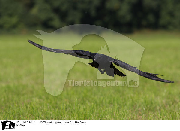 Krhe / crow / JH-03414