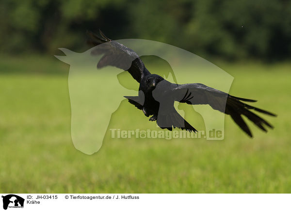 Krhe / crow / JH-03415
