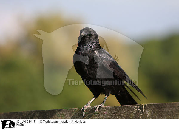 Krhe / crow / JH-03417