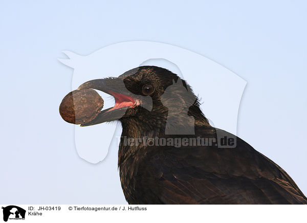 Krhe / crow / JH-03419