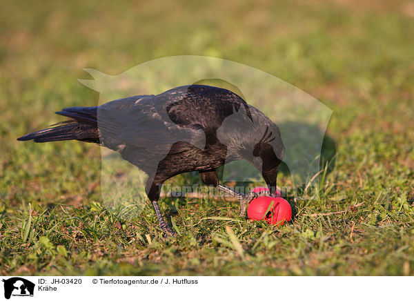Krhe / crow / JH-03420
