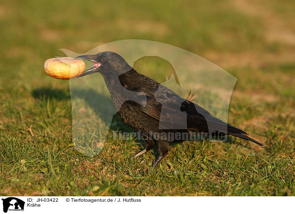 Krhe / crow / JH-03422
