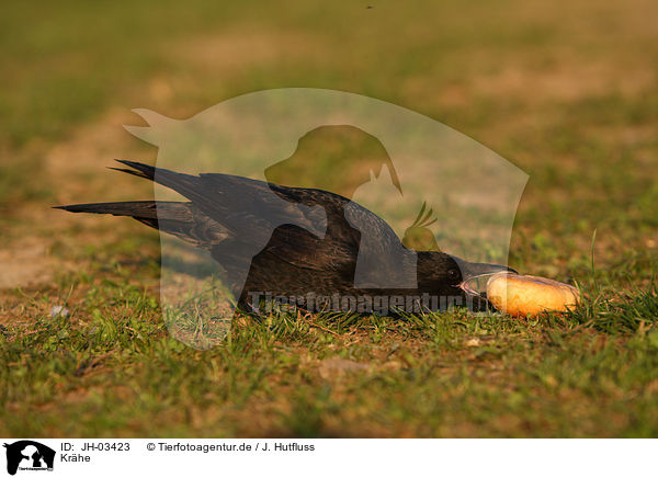 Krhe / crow / JH-03423