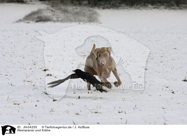 Weimaraner und Kr�he / Weimaraner and crow / JH-04255