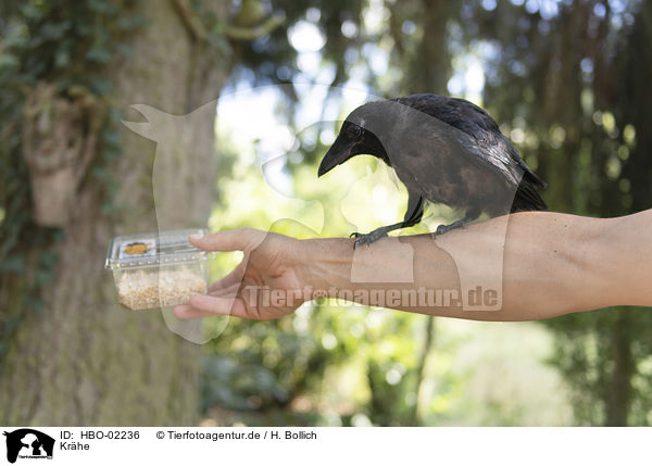 Krhe / crow / HBO-02236