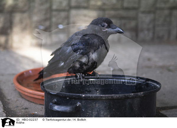 Krhe / crow / HBO-02237