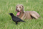 Hund und Vogel