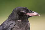 Rabenvogel Portrait