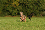 Weimaraner und Krhe