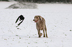 Weimaraner und Krhe