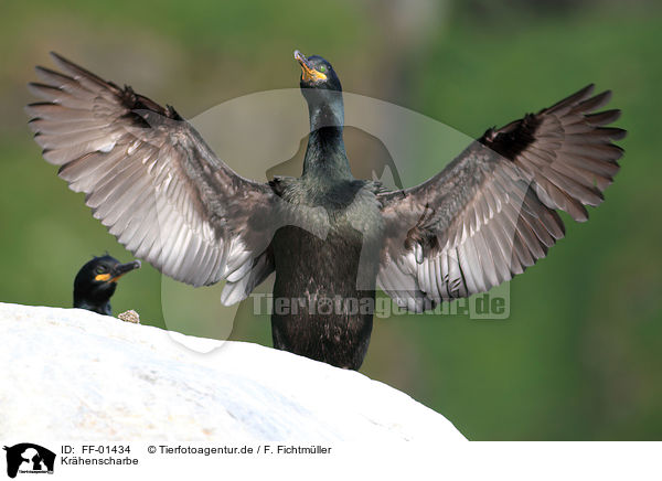 Krhenscharbe / European shag / FF-01434