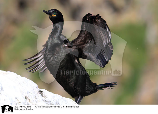 Krhenscharbe / common shag / FF-02193