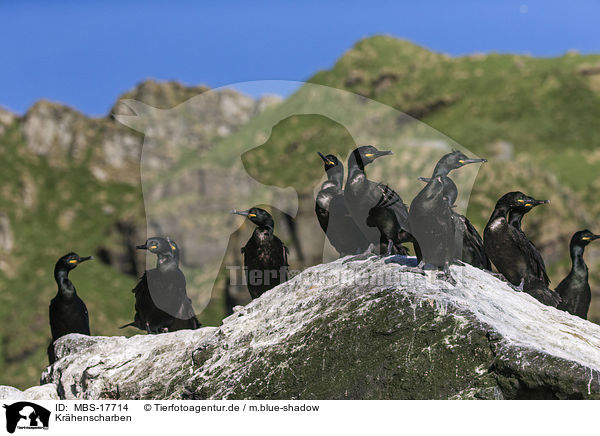 Krhenscharben / European shags / MBS-17714