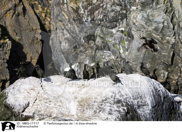 Krhenscharbe / European shag / MBS-17717