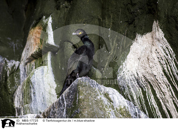 Krhenscharbe / European shag / MBS-17725
