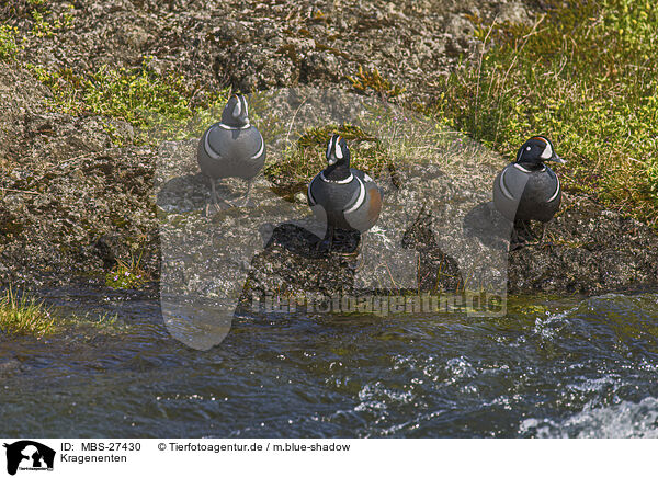 Kragenenten / harlequins / MBS-27430