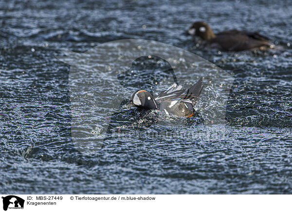 Kragenenten / harlequins / MBS-27449