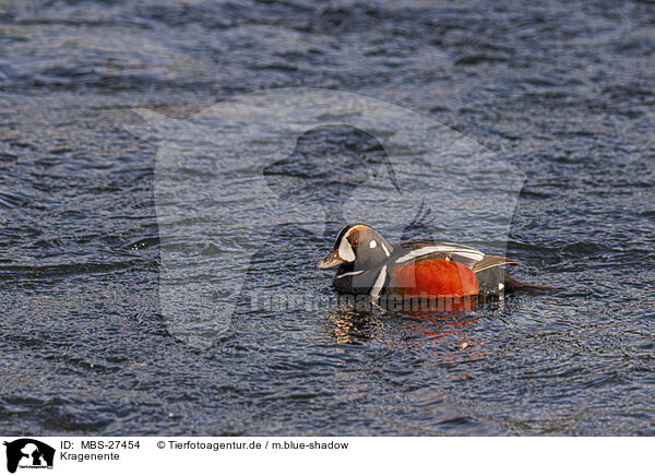 Kragenente / MBS-27454