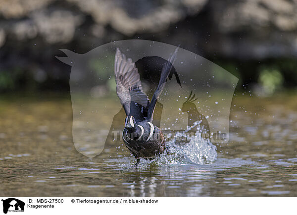 Kragenente / MBS-27500