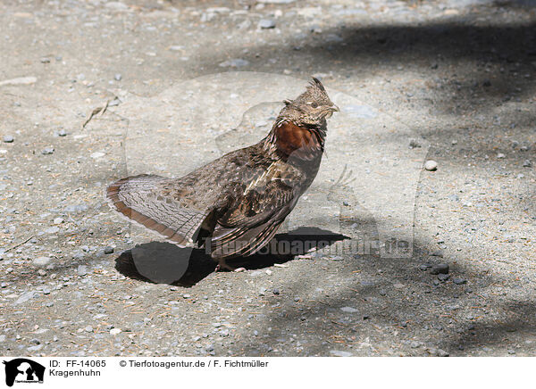 Kragenhuhn / birch partridge / FF-14065