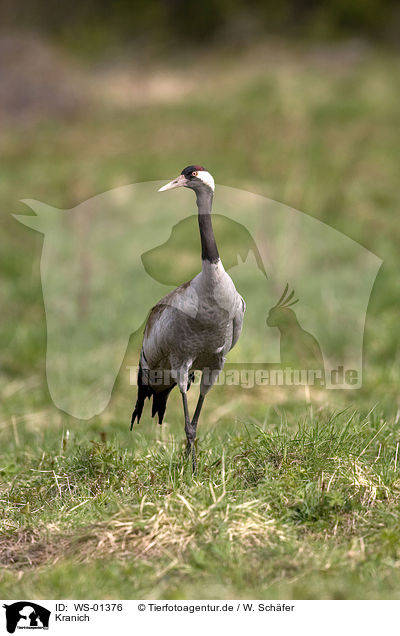 Kranich / Common Crane / WS-01376