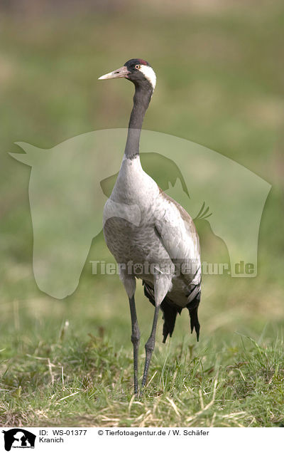 Kranich / Common Crane / WS-01377