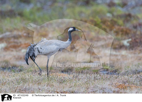 Kranich / crane / AT-02249