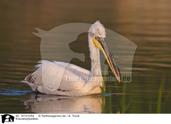 Krauskopfpelikan / Dalmatian pelican / AT-01454