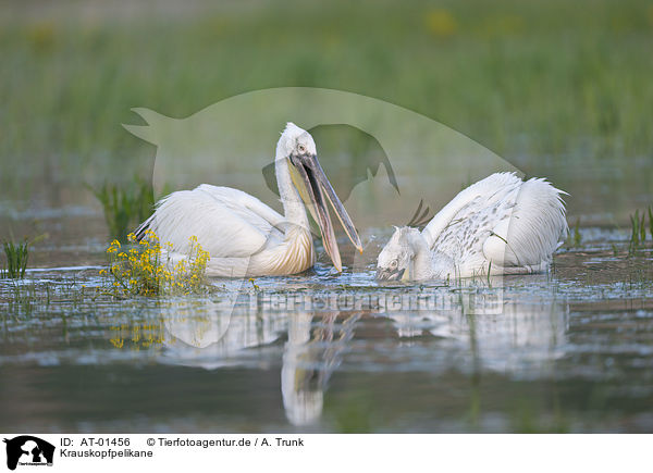 Krauskopfpelikane / Dalmatian pelicans / AT-01456